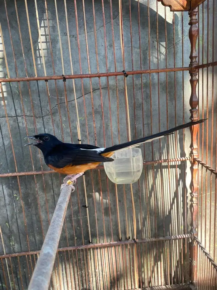 mb 2 larasan mulus no minus