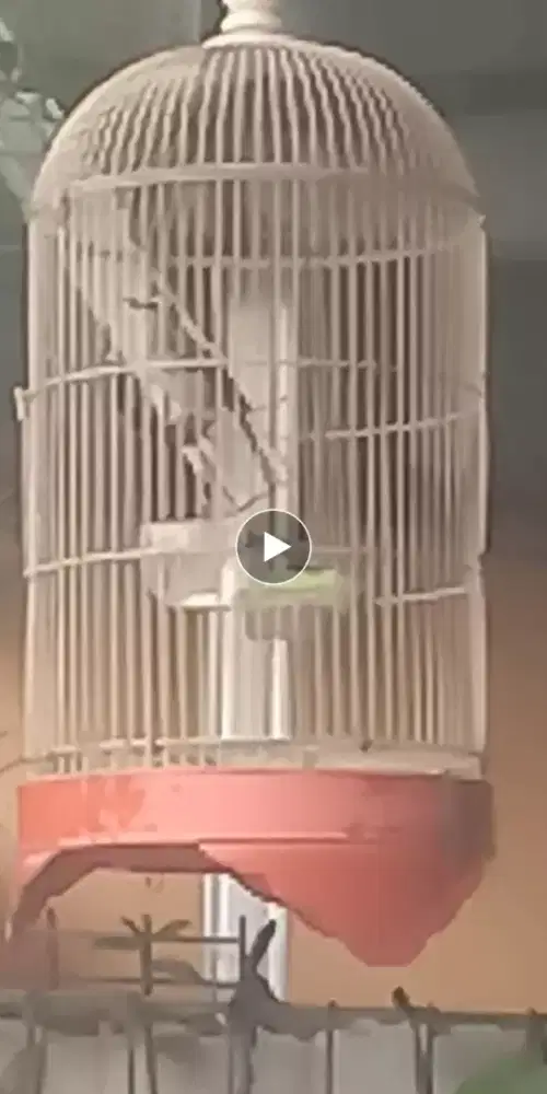 Trucukan jantan gacor Fs