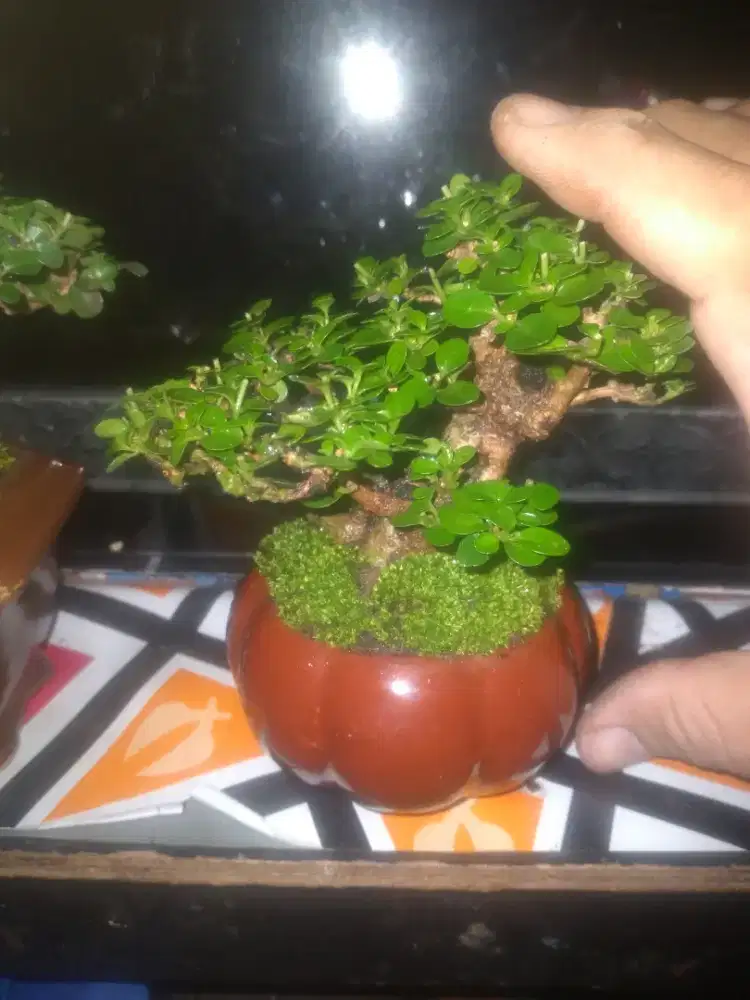 Pohon bonsai sancang mame pot kramik