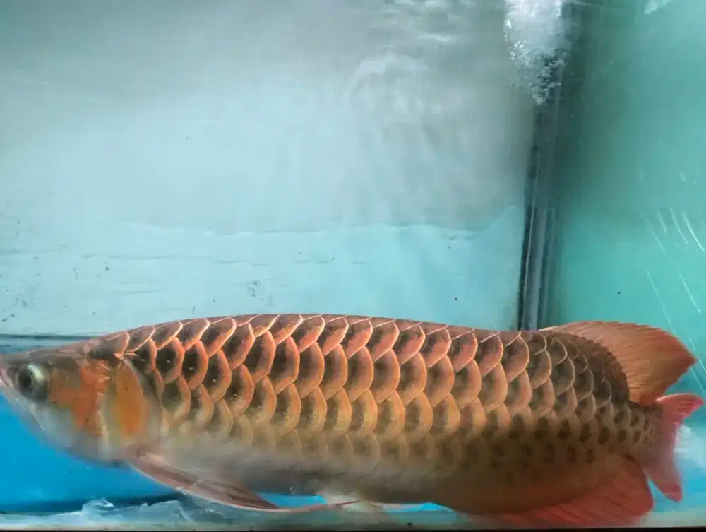 Arwana super red sumo sr Kalimantan barat