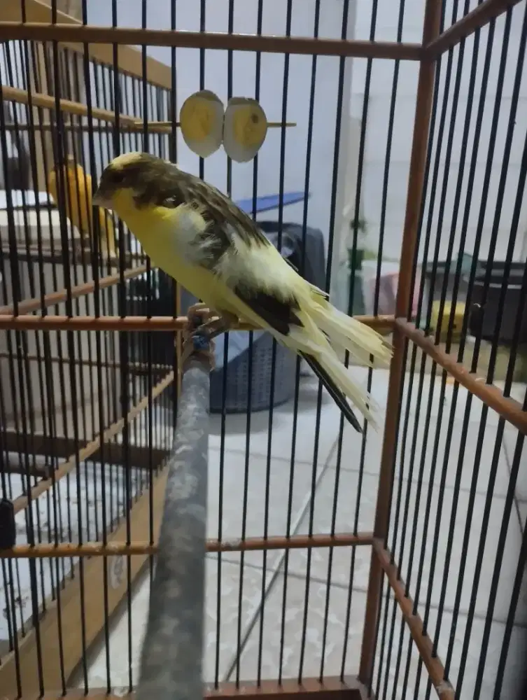 Paud ysrasmi x lokal