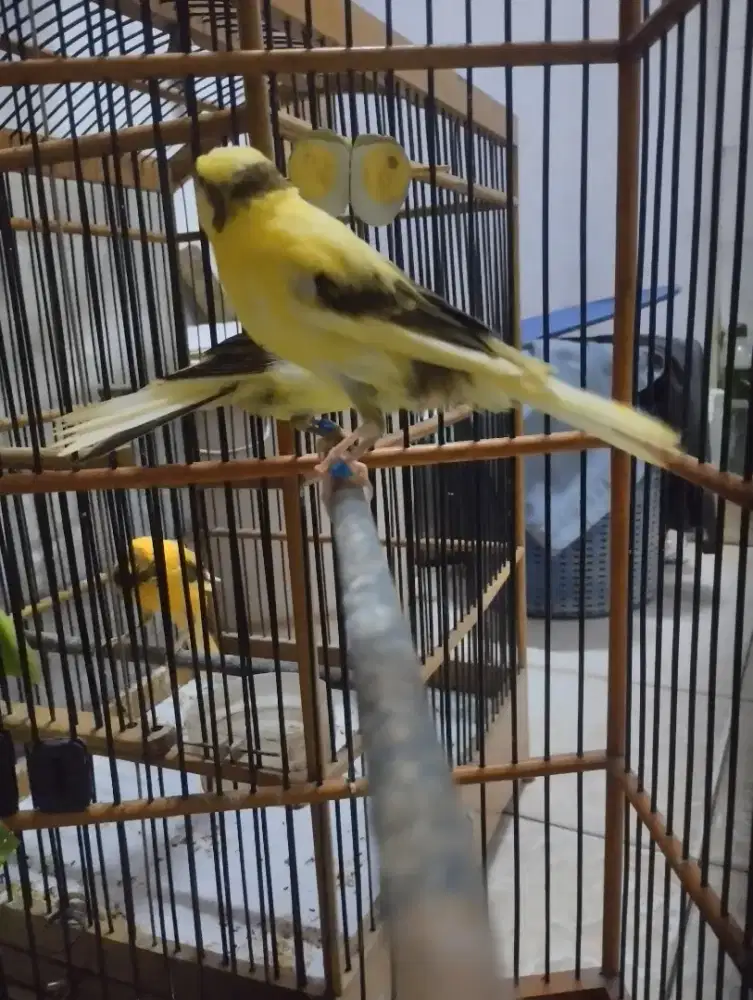 Paud ysrasmi x lokal bikang