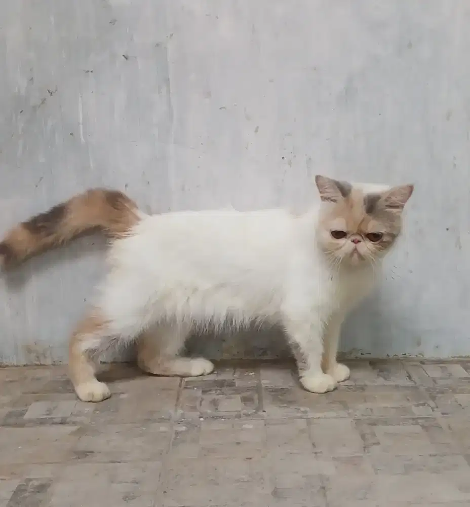 Persia Callico Exotic