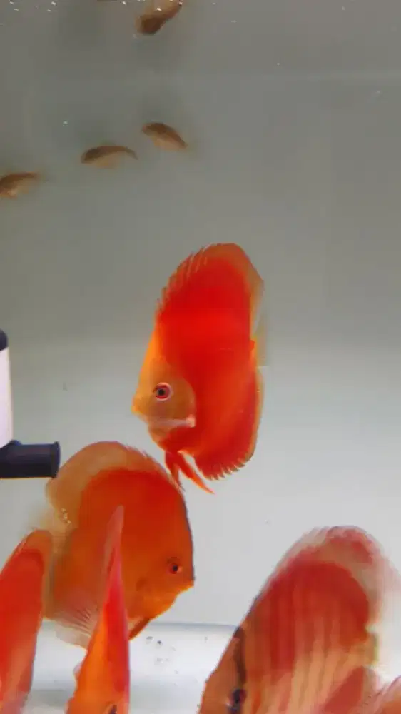 Ikan hias aquarium akuarium aquascape discus