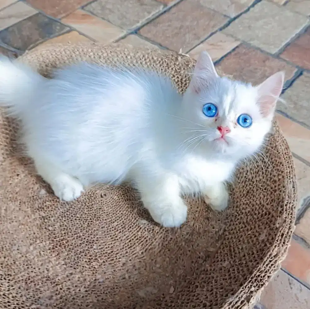 Munchkin White Solid Betina Blue eyes