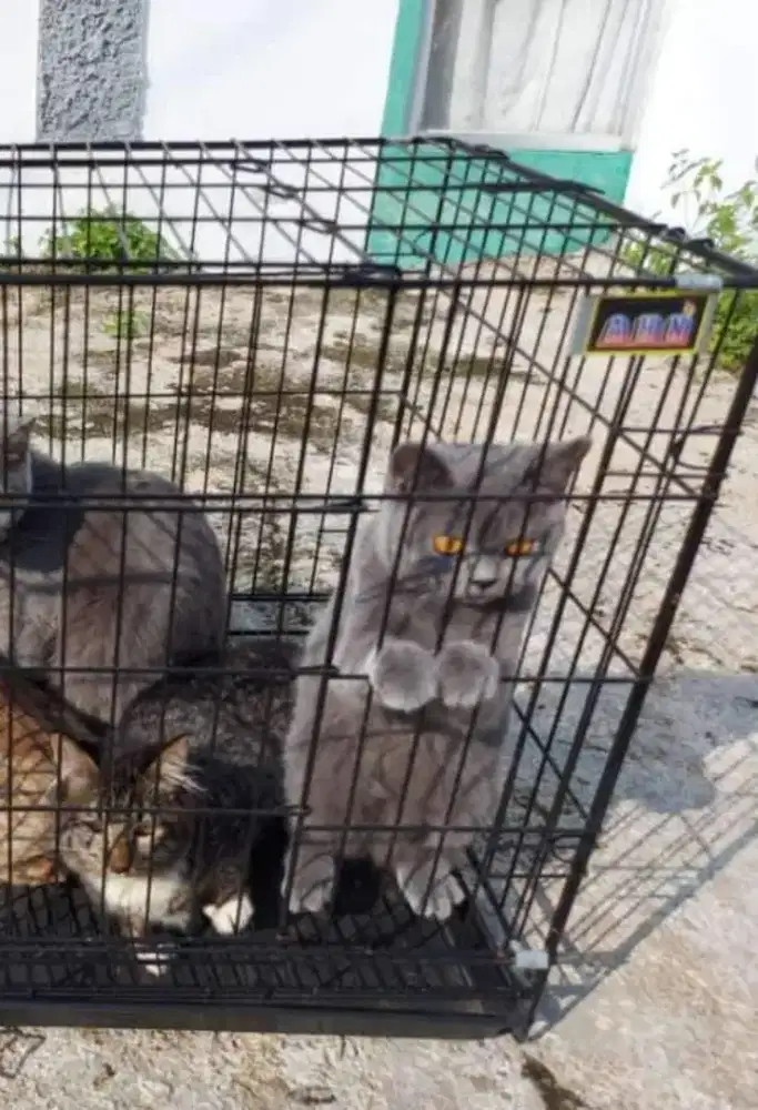 BSH Blue Female Line Ped Proven