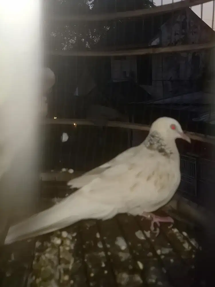 Derkuku Tekukur Kuk 7 MATA MERAH Warna Golden