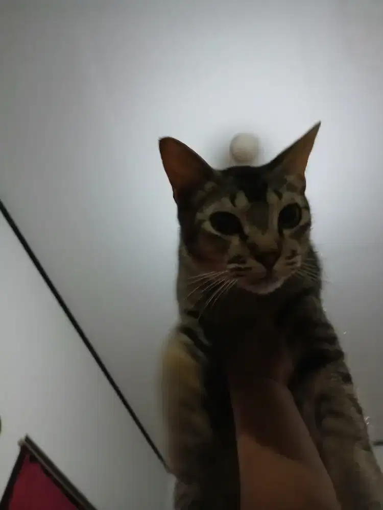 Cari loker Art pp/menginap daerah curug,cikupa dan sekitarnya