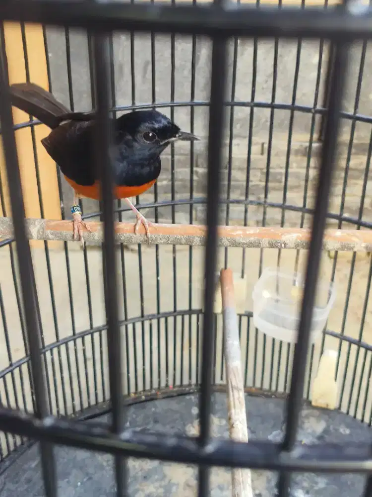 Murai batu pastol rajin bunyi