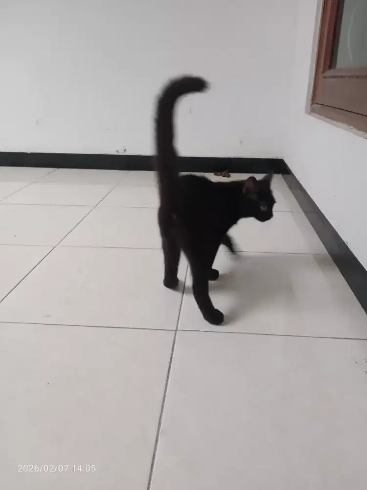 Kucing Persia Jantan short hair 5bln, sehat lucu penurut