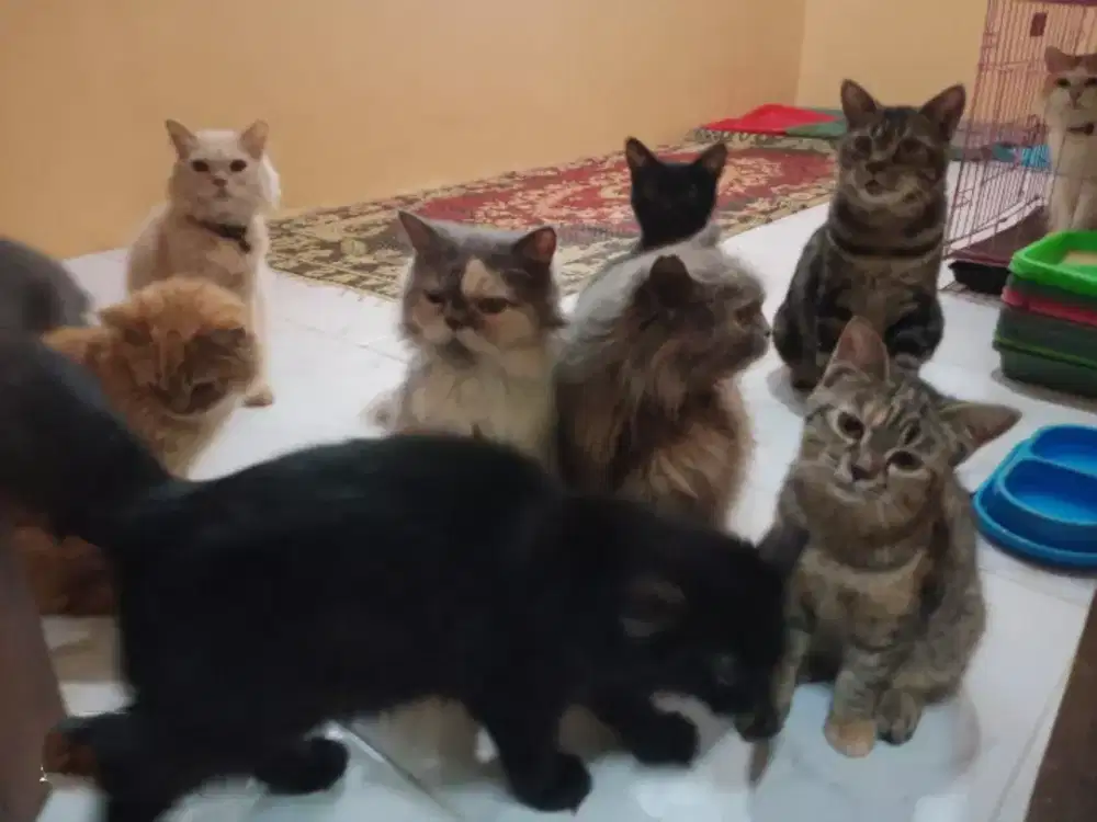 Kucing Persia Jantan betina, Short long hair, Sehat lucu penurut