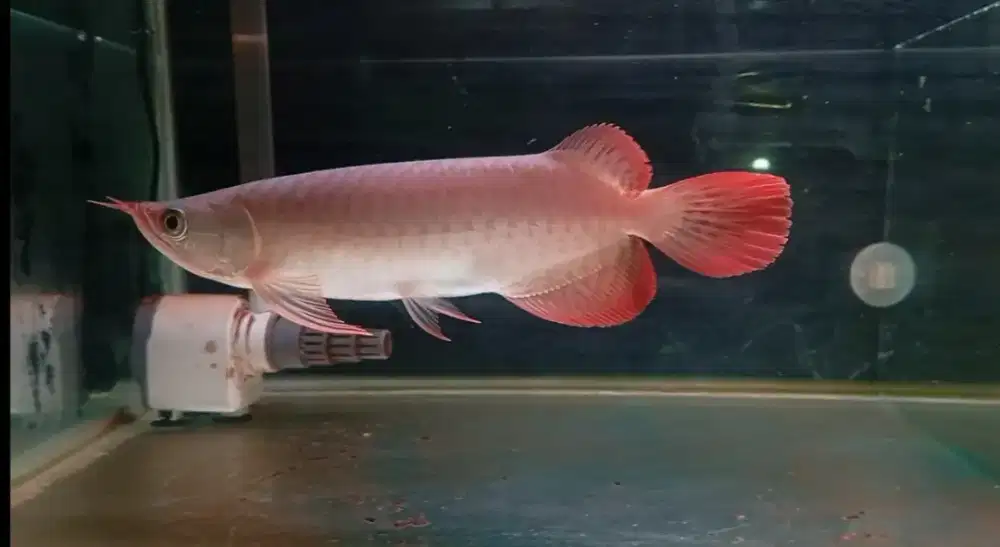 Arwana super red 27cm