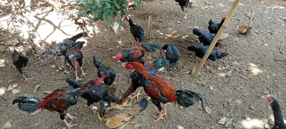 Aym kampung ternak sendiri