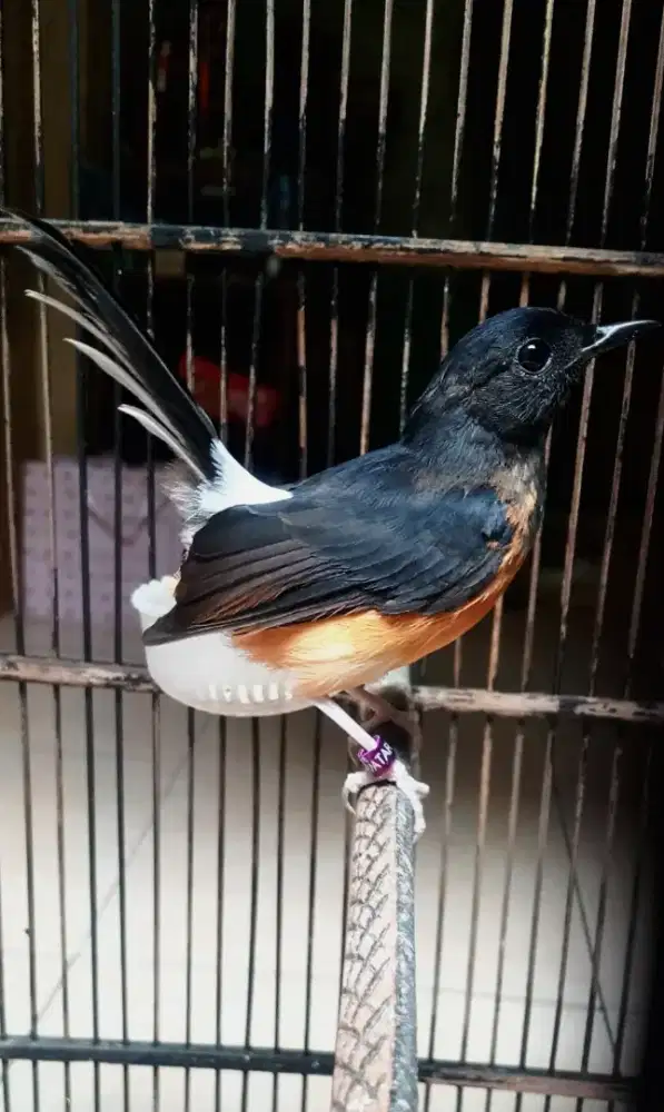 murai betina trotol 3bulan ternakan