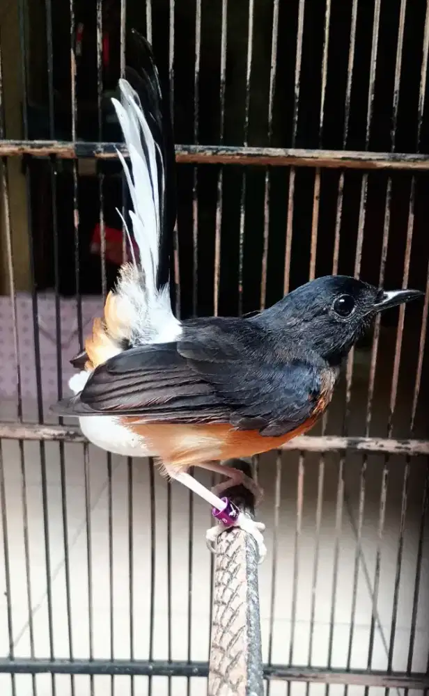 murai betinafighter  trotolan 3bulan fulset