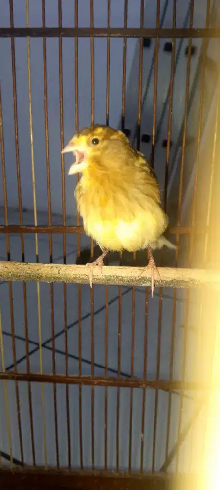 Burung kenari AF yang minat aja