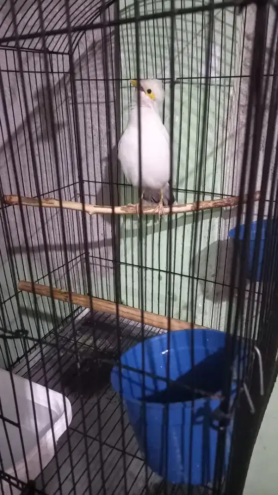 Borong 3 Burung Plus 5 Kandang (BU skolah anak)