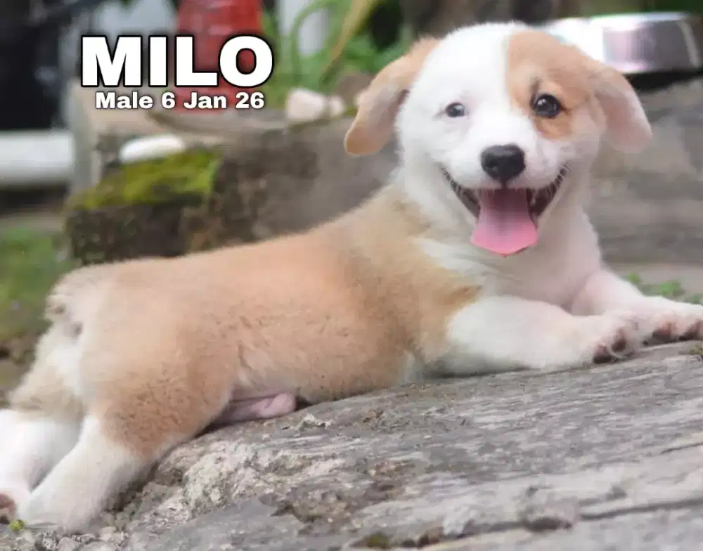 Corgi sable jantan •MILO•