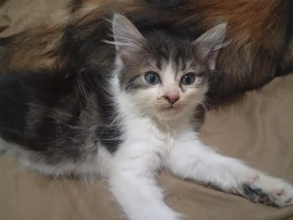 Kitten anggora jantan 2 bulan