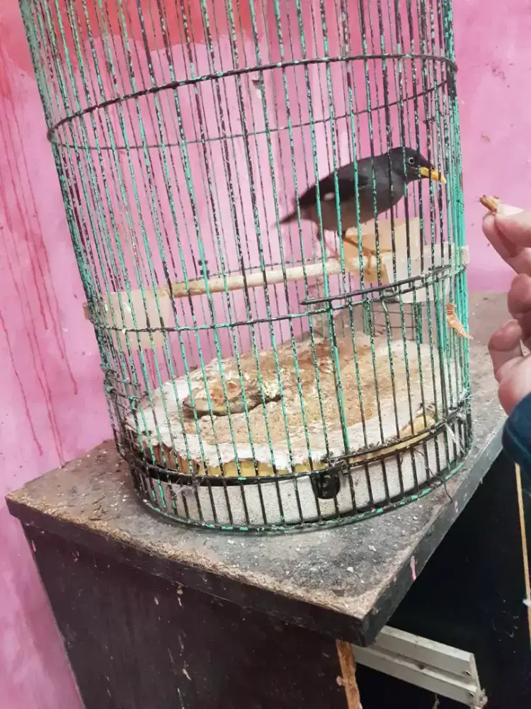 Jalak hitam muda mata putih bisa out door