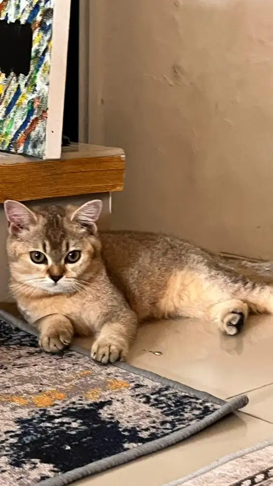 Kitten Kucing BSH golden (British Short Hair) warna premiun unik