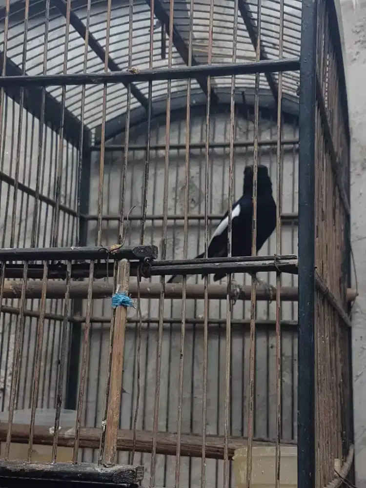 Kacer hitam gacir figter