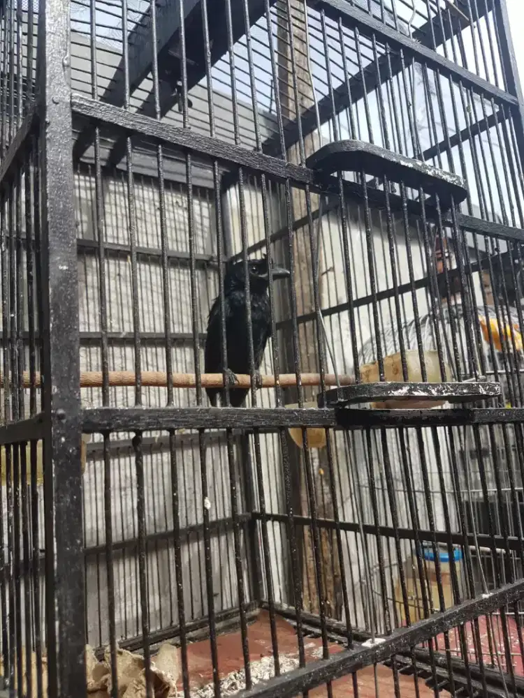 SRN karantil jinak suara variasi