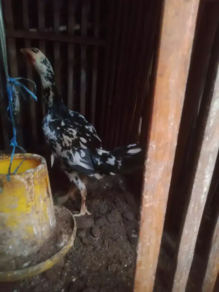 Ank ayam pakhoy betina telor biru jos Mitha