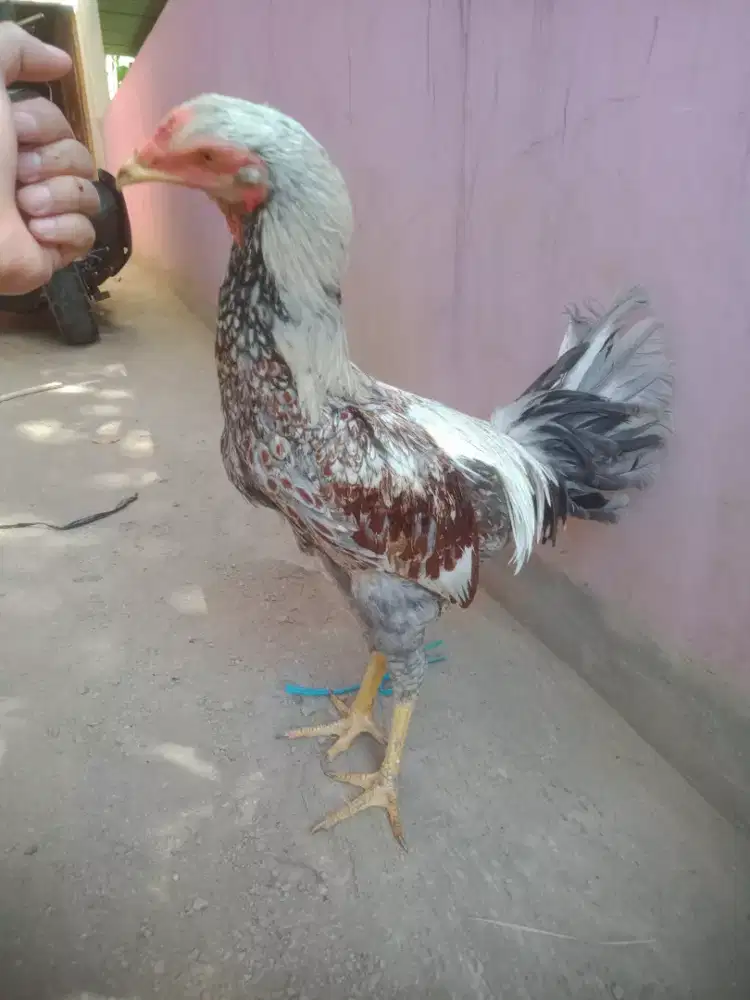 Anak ayam peruviian pilipp pul caturangga suimbar jos murah