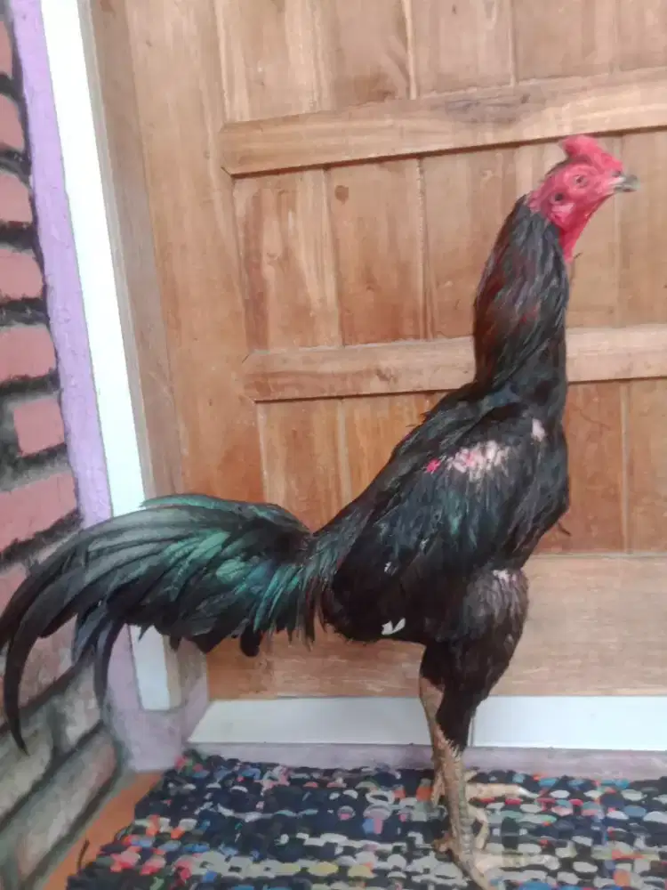 Ayam aduan aseel pamagontradpanuskhoy  win 1 x murah