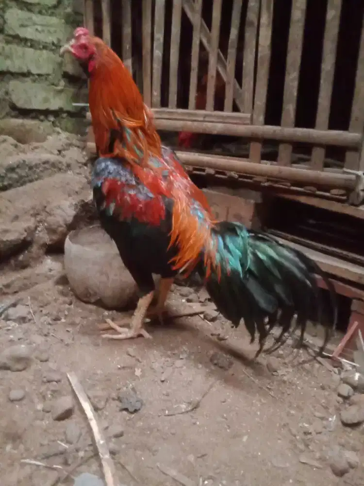 Ayam aseel jantan muda murah
