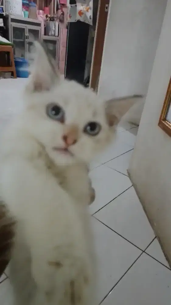 Kiten himalaya umur 4 bln jantan