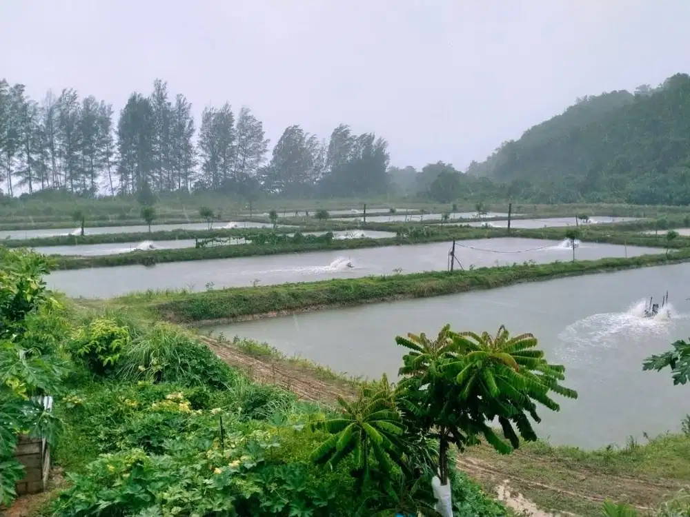 DIJUAL KOLAM UDANG LENGKAP