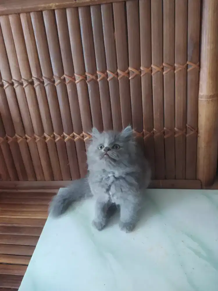 Lepas adopt kitten Persia jantan betina