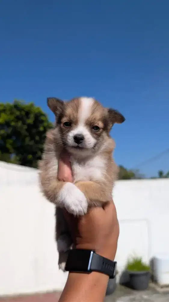 Anak Chihuahua open adopsi