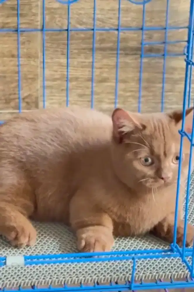 Munckhin cinamon betina 3 bulan