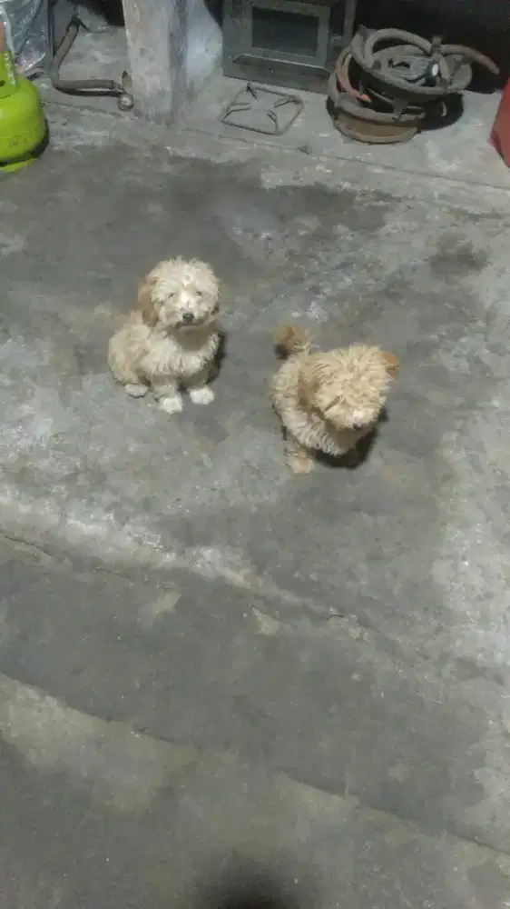 Toy Red Poodle Jantan dan Betina