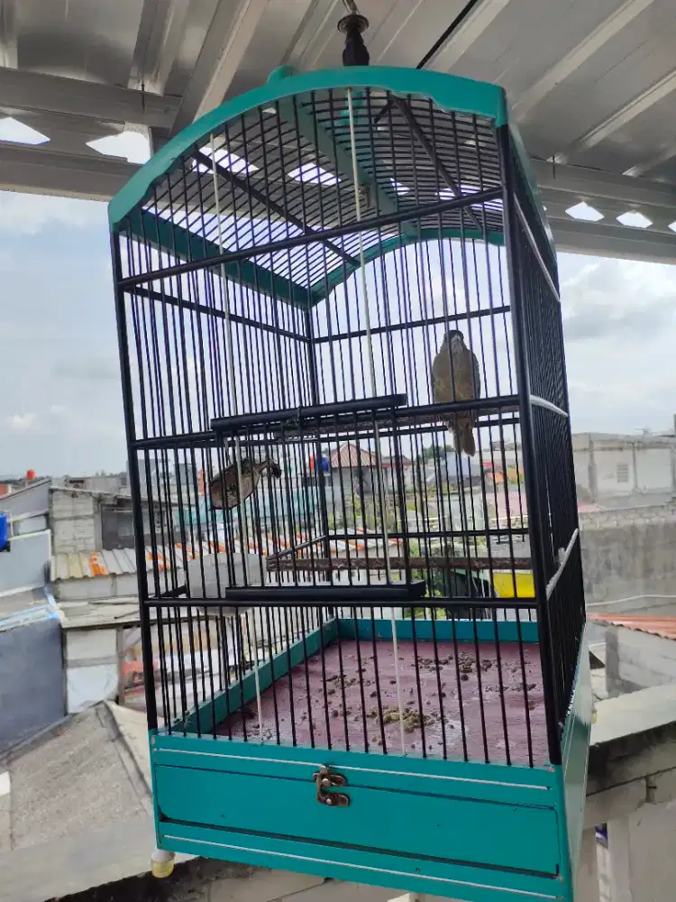 Burung Kacer & Katem