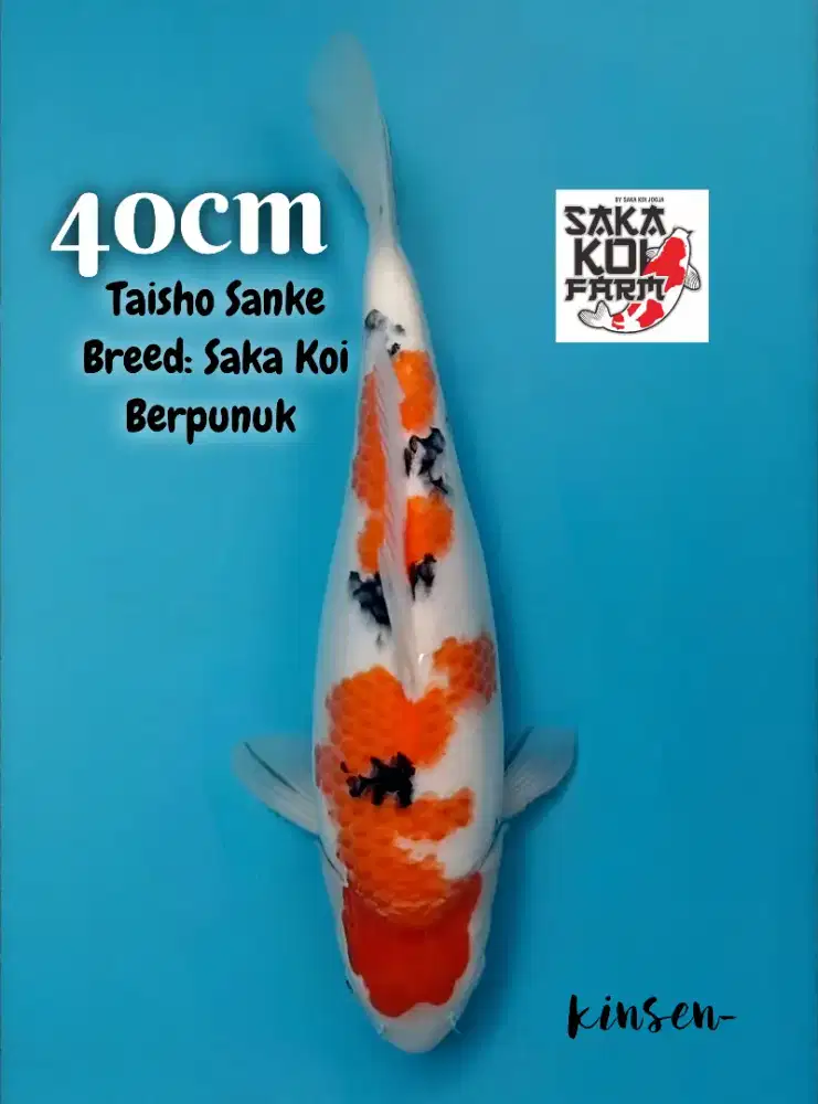 Koi Taisho Sanke Berpunuk 40cm body tebal breed Saka Koi High Quality