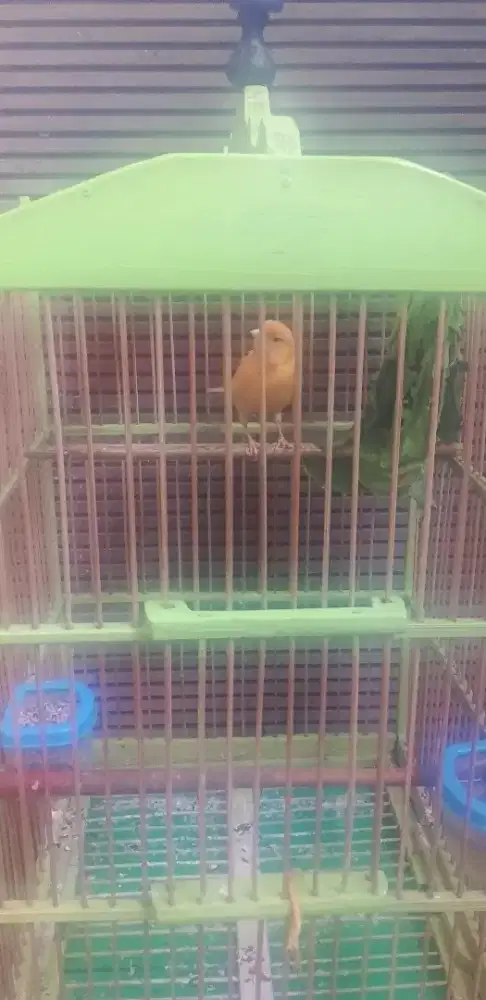 Burung kenary betina siap kawin.dijual full set keadaan sehat