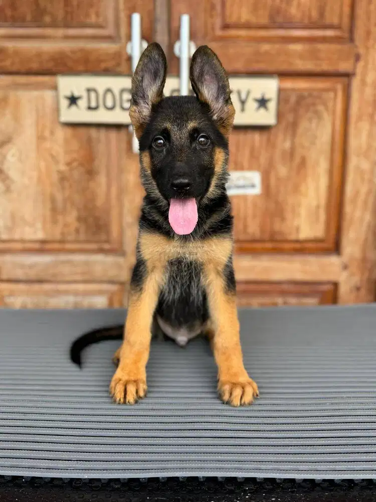 German Shepherd Pintar dan Loyal