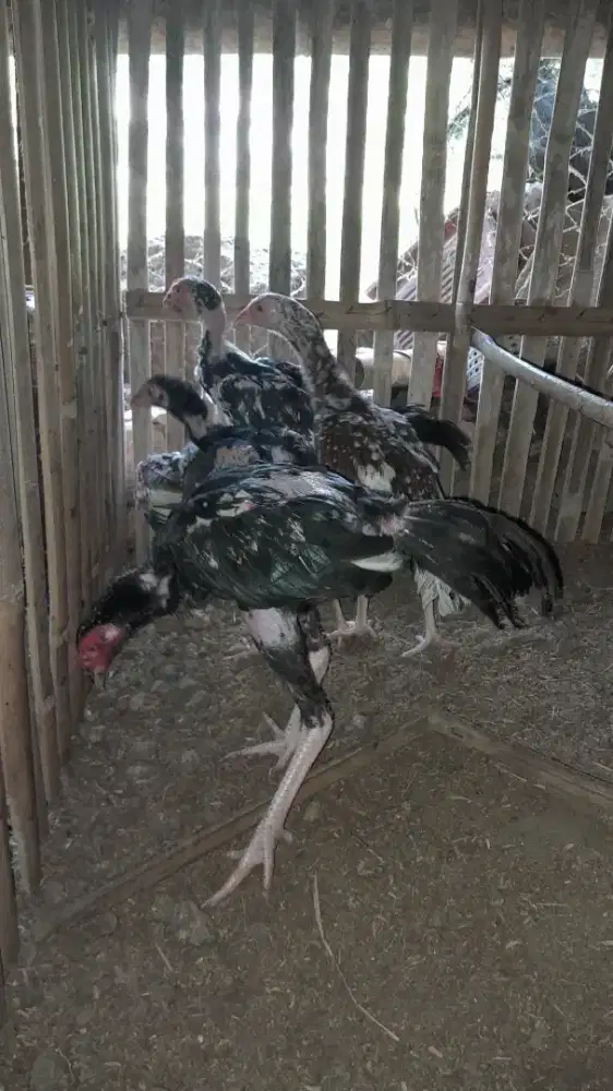 Ayam Siapan Untuk Lebaran