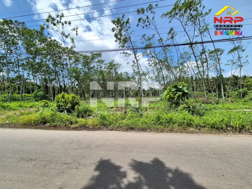 Dijual Tanah Murah dan Luas siap bangun di Pakistaji - Banyuwangi