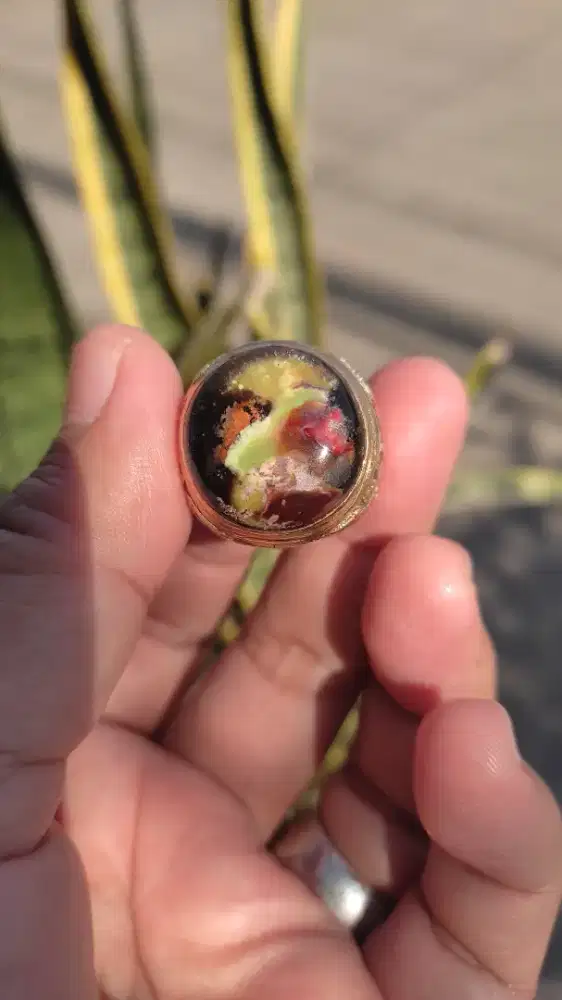 Pancawarna Garut Edong Classic