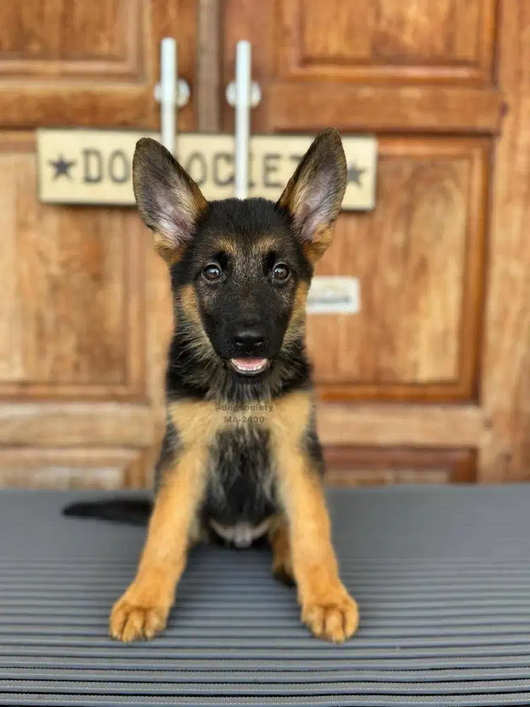 German Shepherd Puppy Ceria