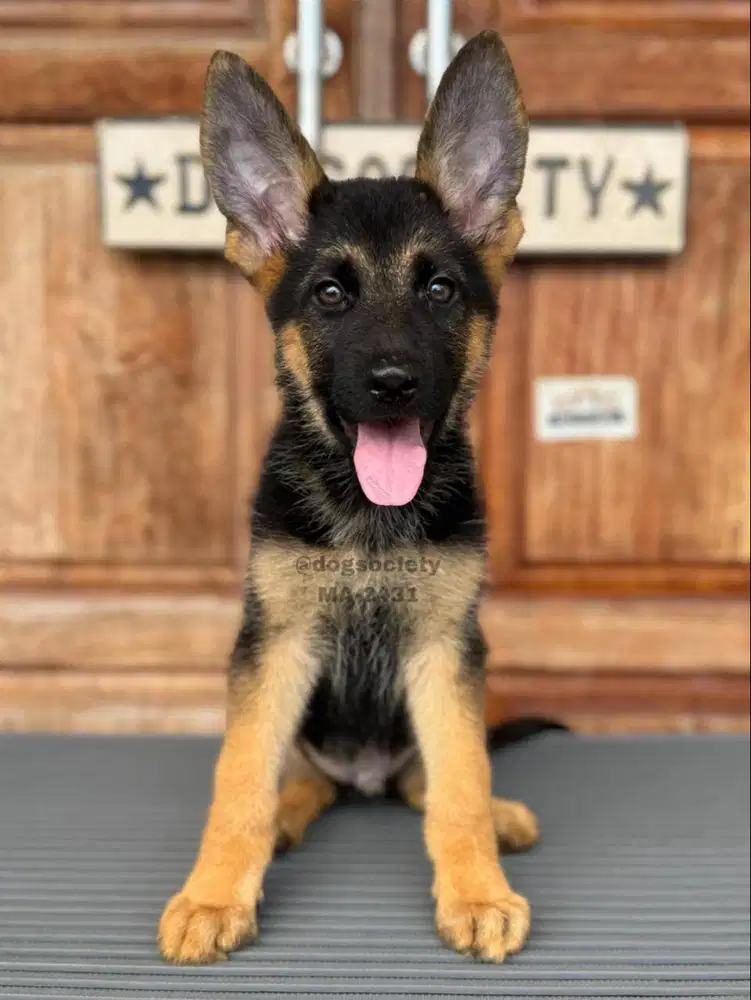 Puppy German Shepherd Sehat