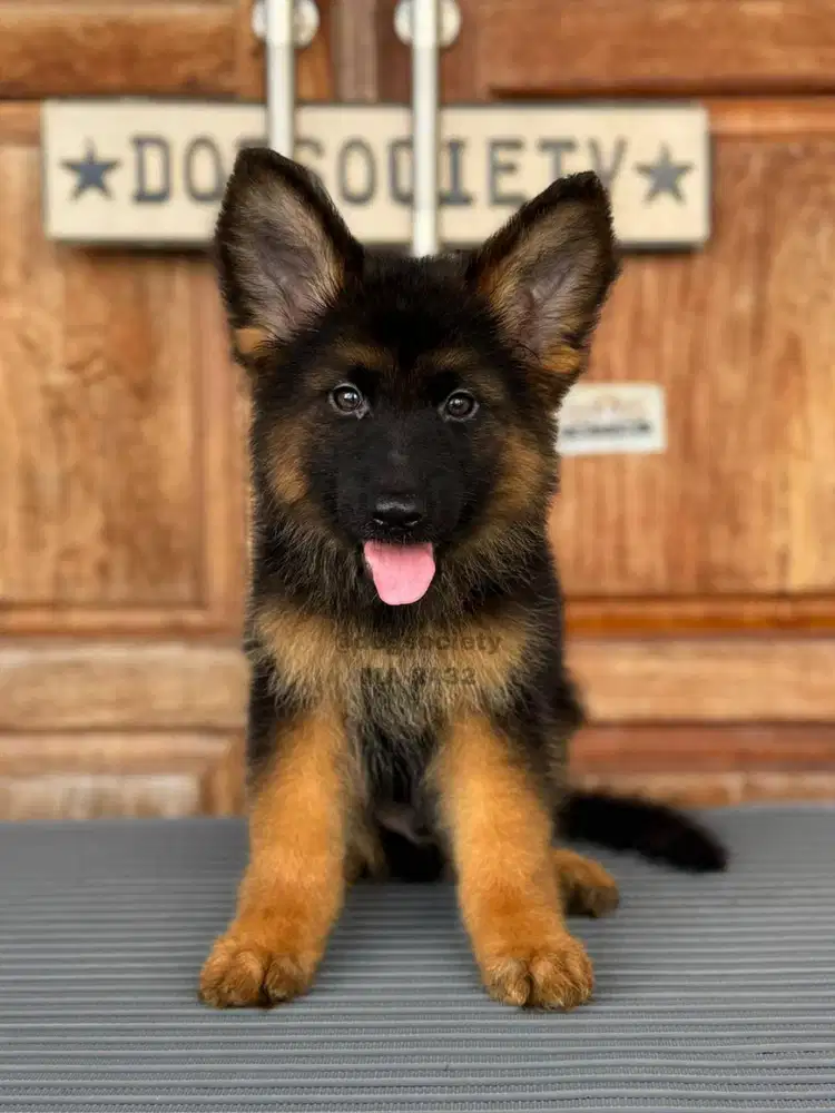 German Shepherd Kuat dan Setia