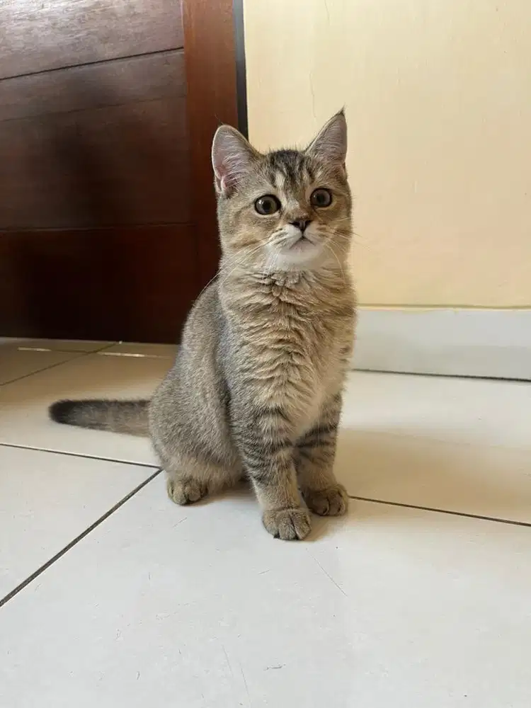 BSH x Scottish Straight