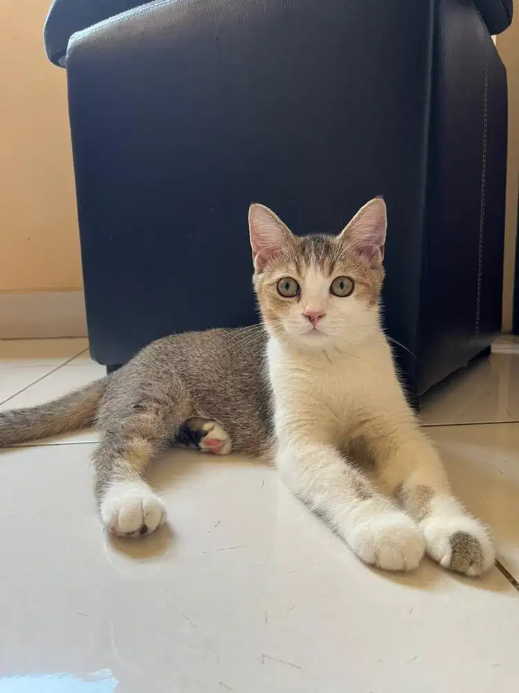 BSH x Scottish Straight