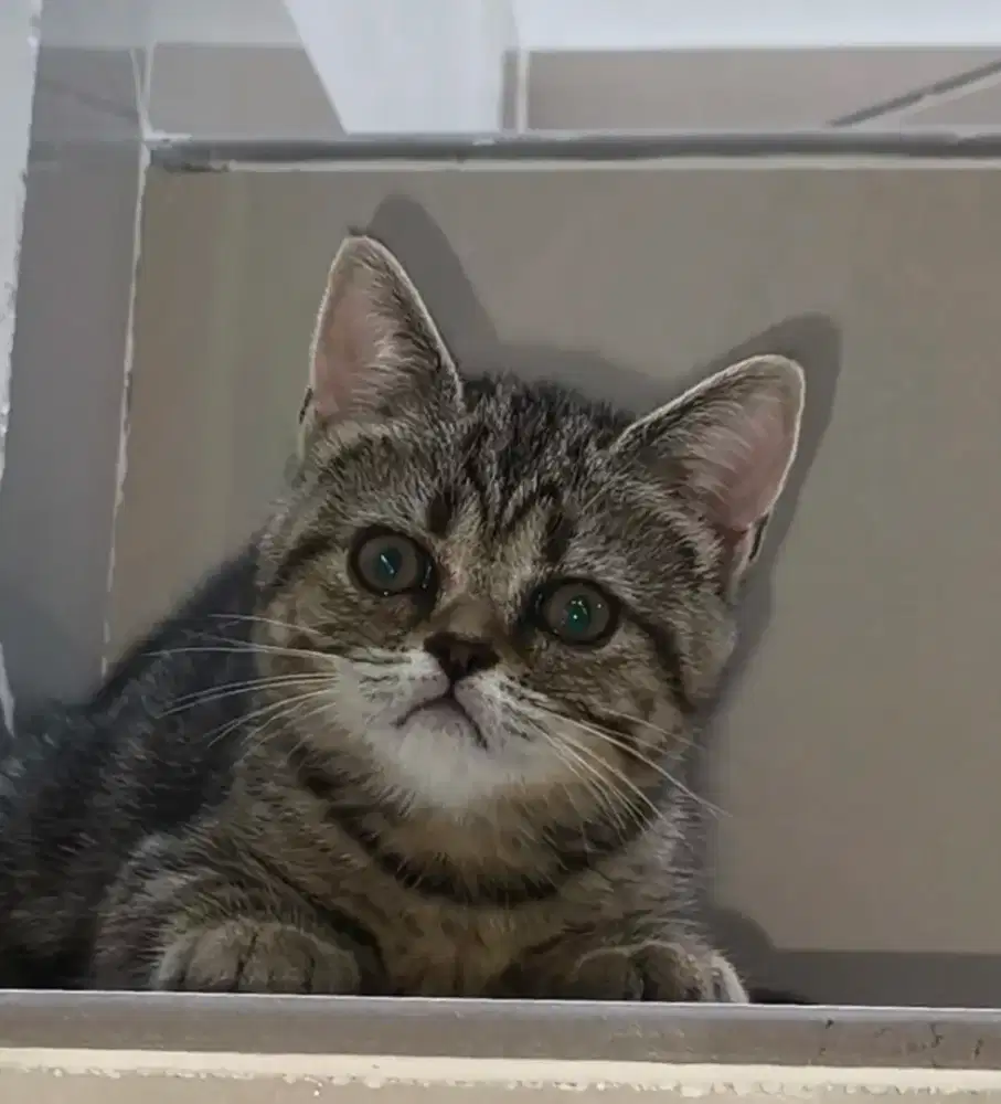 Scottish straight brown tabby